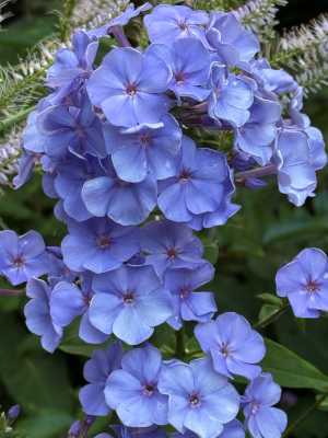 Phlox pan. 'Sweet Summer &reg; Ocean'