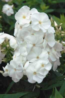 Phlox pan. 'Sweet Summer &reg; Snow'
