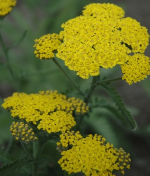 Achillea hybride 'Moonshine'