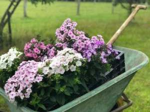 Phlox 'Flatscreen' &reg; series