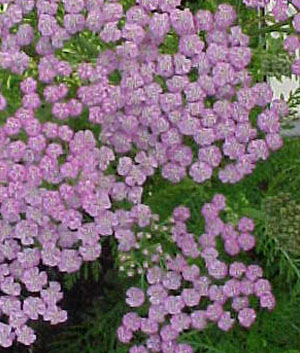 Achillea mill. 'Lilac Beauty'