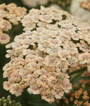 Achillea mill. 'Salmon Beauty'