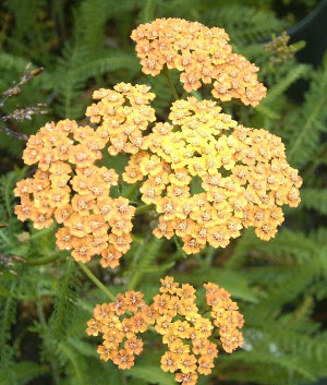 Achillea mill. 'Terracotta'