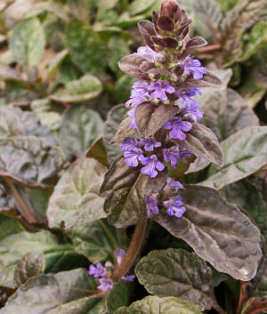 Ajuga reptans 'Braunherz'