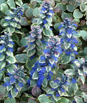 Ajuga reptans 'Burgundy Glow'