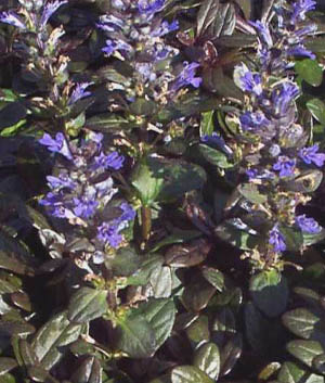 Ajuga reptans 'Chocolate Chip'