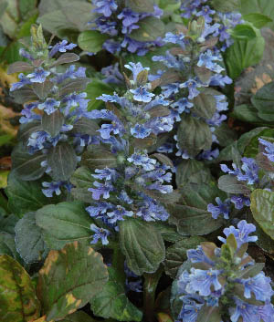 Ajuga reptans 'Rainbow'