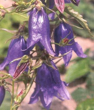 Campanula hybride 'Sarastro' 