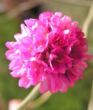 Armeria 'Nifty Thrifty'