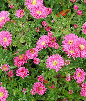 Aster dumosus 'Jenny'