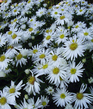 Aster dumosus 'Kristina'