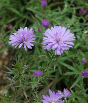 Aster dumosus 'Lady in Blue'