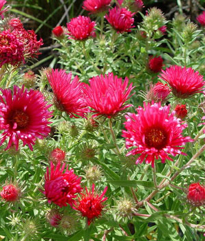 Aster nov. angl. 'Alma Pötschke'