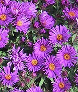 Aster nov. angl. 'Purple Dome'