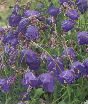 Campanula pulloides 'G.F. Wilson'