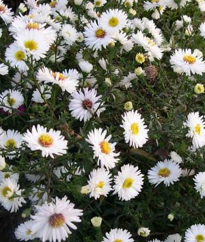 Aster n.b. 'White Ladies'