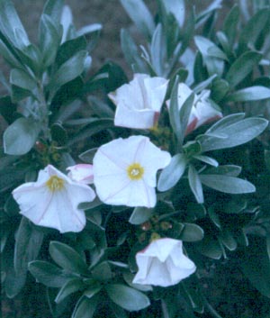 Convolvulus cneorum